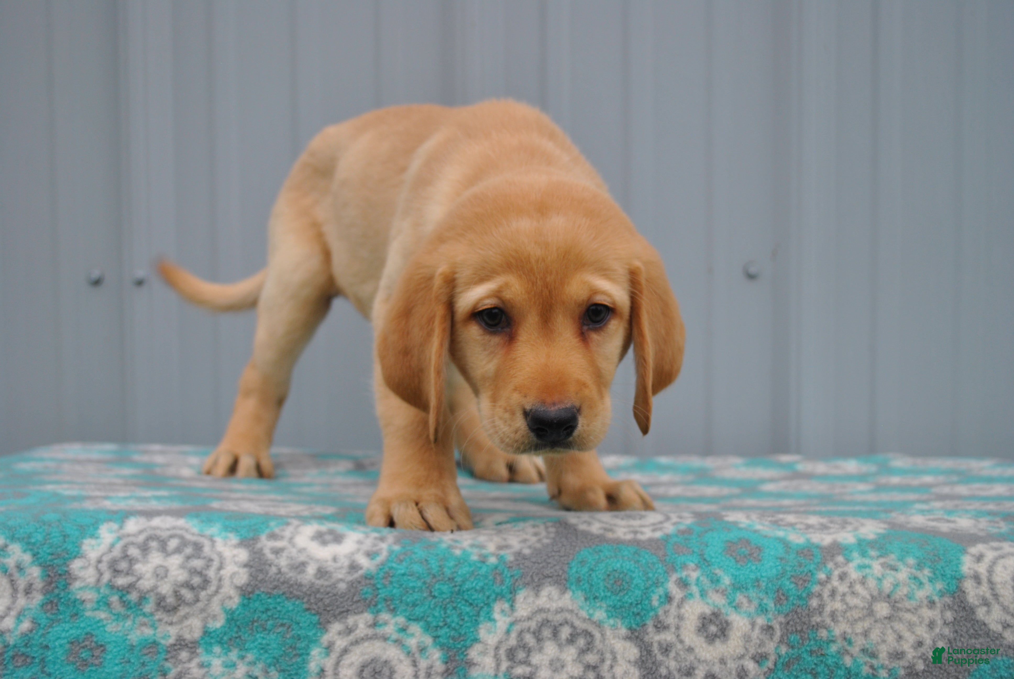 Labrador Retriever dogs Carmen - Ad 2