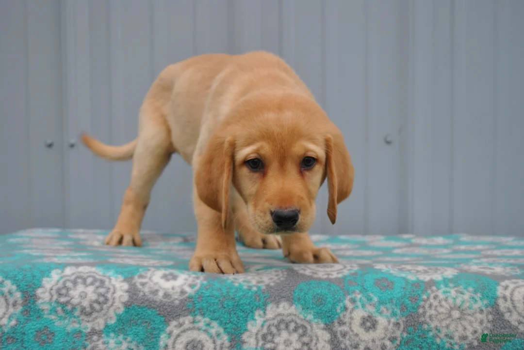 Labrador Retriever dogs for sale: Carmen - Ad 2