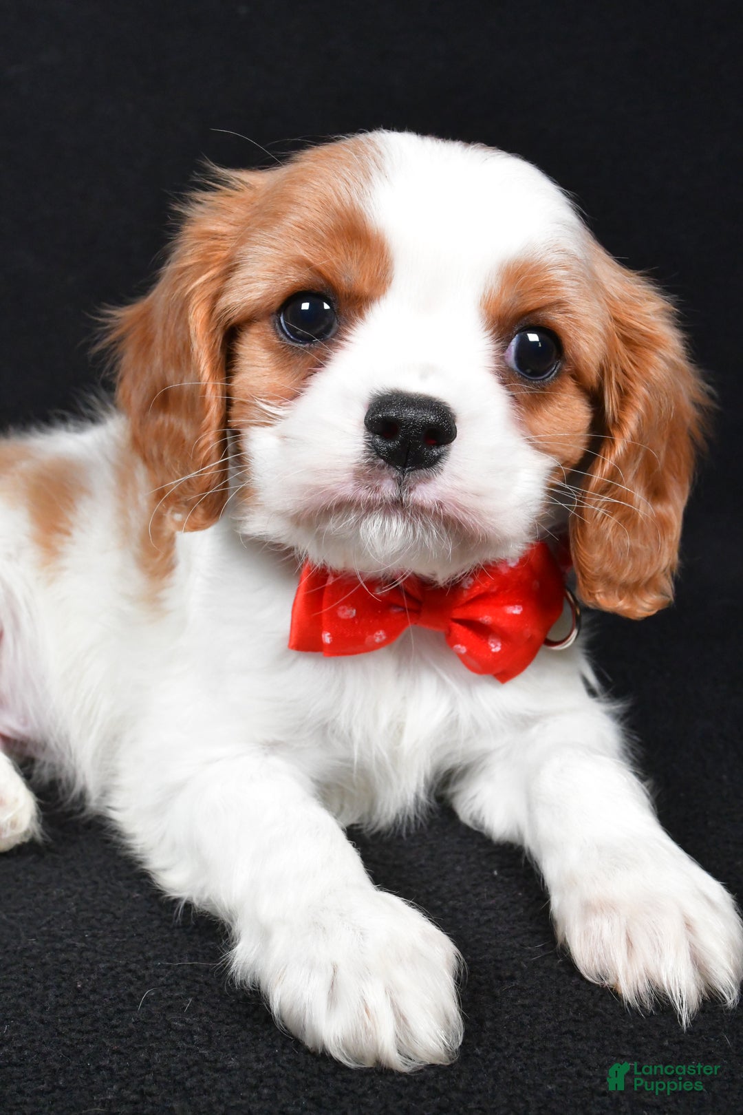 Cavalier King Charles Spaniel dogs for sale: Trevor - Ad 6