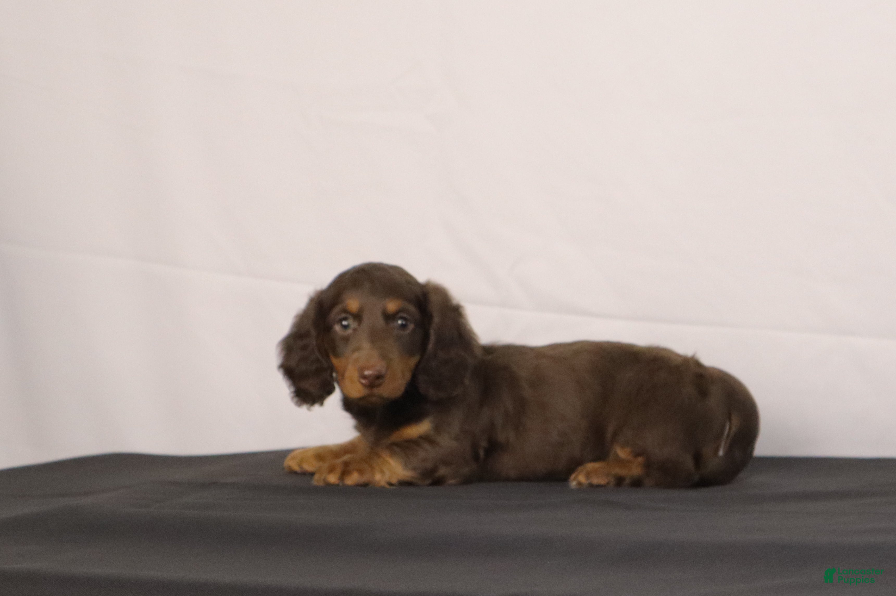 Dachshund dogs for sale: Leo - Ad 1
