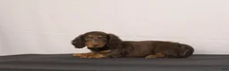 Dachshund dogs for sale: Leo - Ad 1