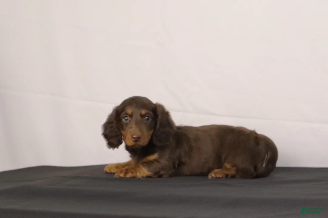Dachshund dogs for sale: Leo - Ad 1