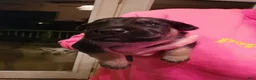 Mixed Breed dogs for sale: The group  - Ad 4