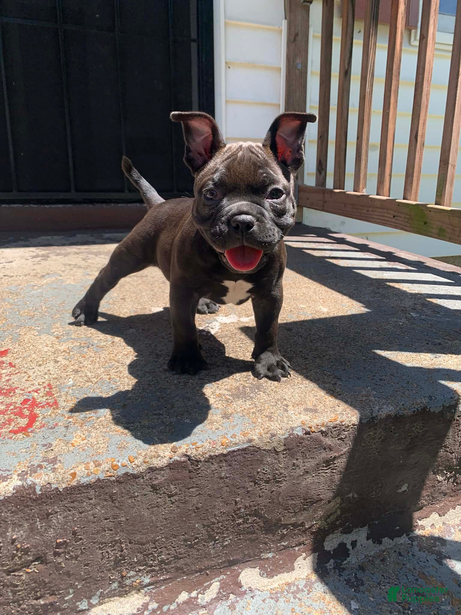 American Bully dogs American Bully Puppies - Ad 11