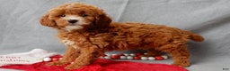 Mini Goldendoodle dogs for sale: Zoey - Ad 2