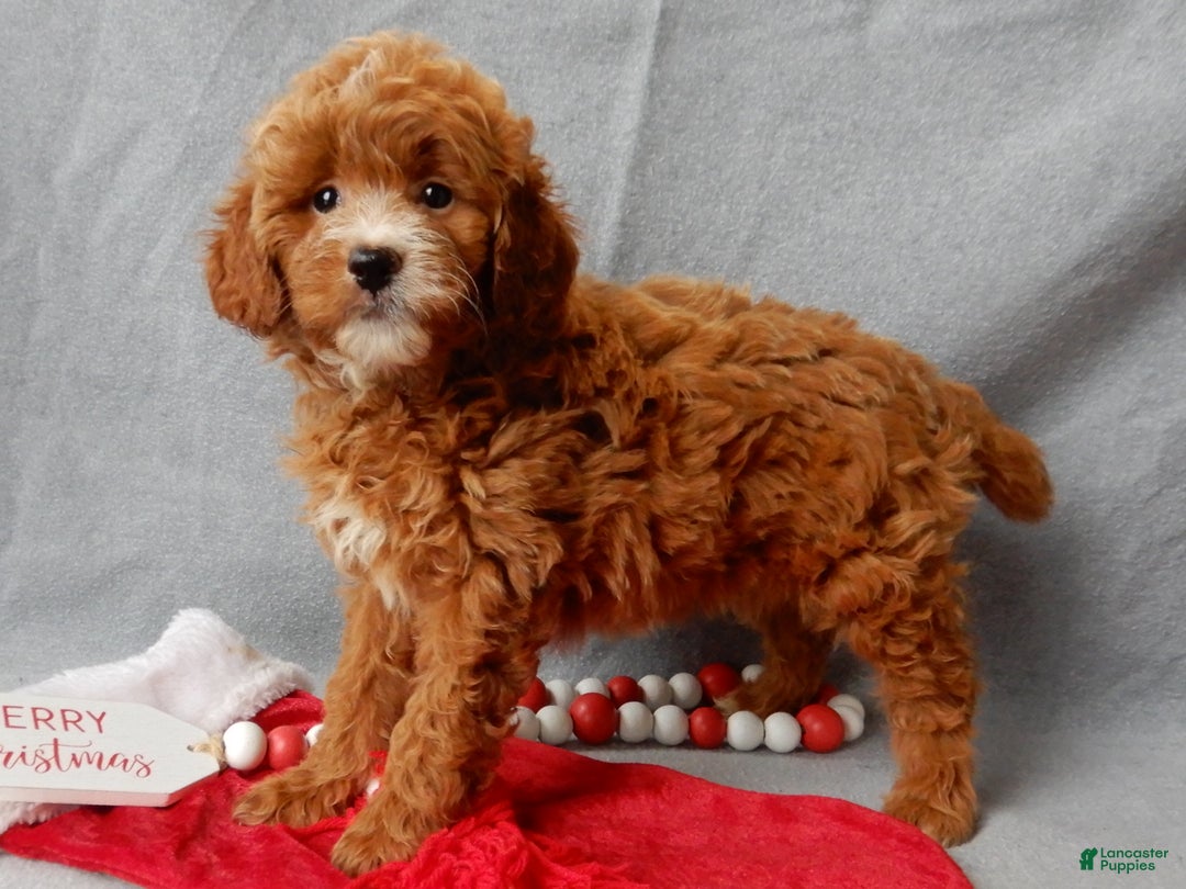 Mini Goldendoodle dogs for sale: Zoey - Ad 2