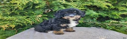 Mini Bernedoodle dogs for sale: Karly - Ad 17