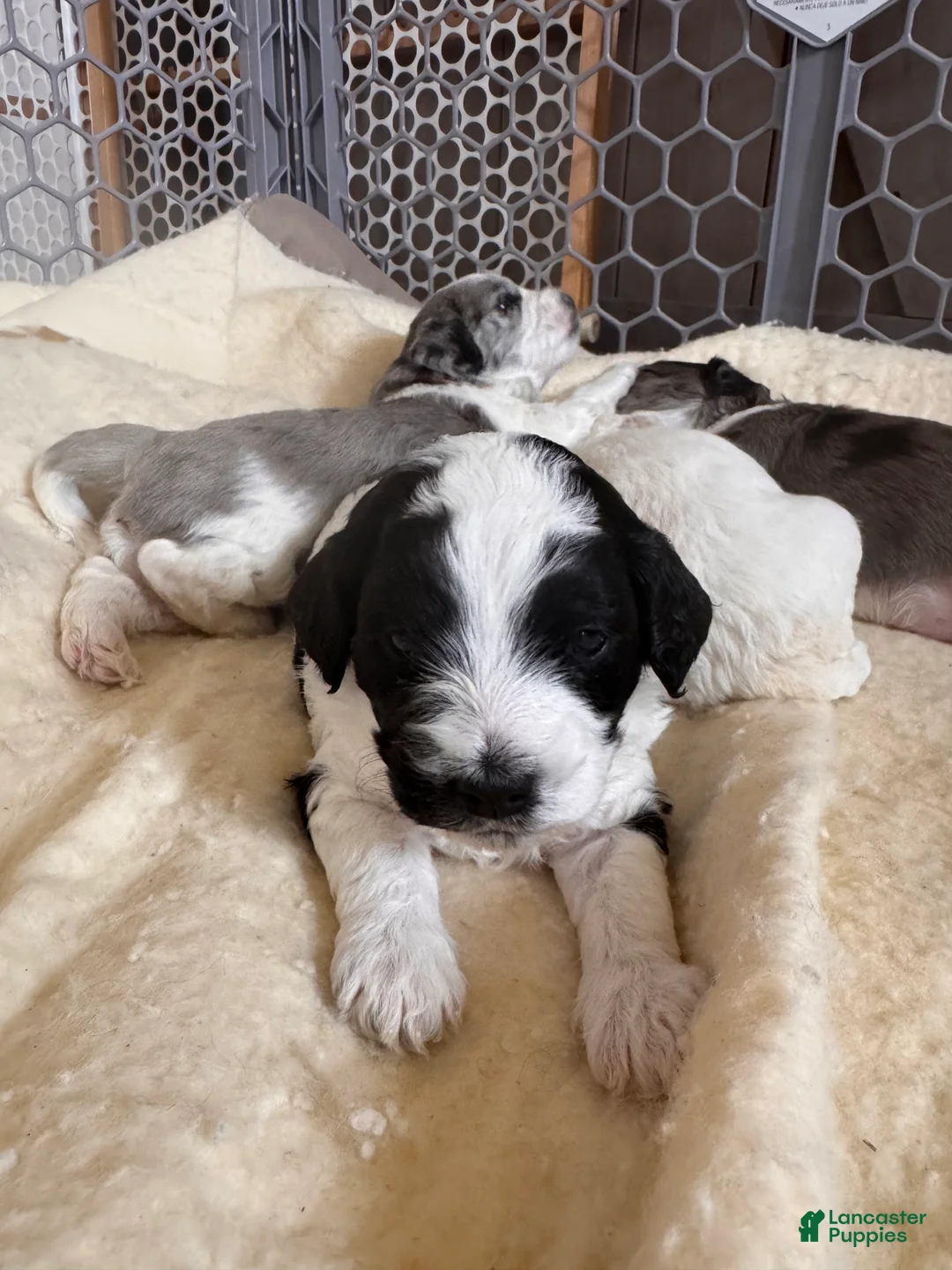 Cockapoo dogs for sale: Cockapoo Puppy 2 - Ad 2