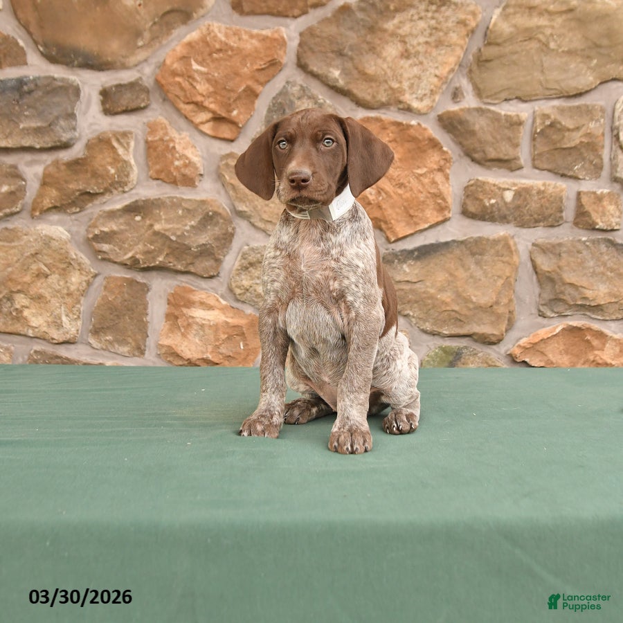German Shorthaired Pointer dogs Dora - Ad 1