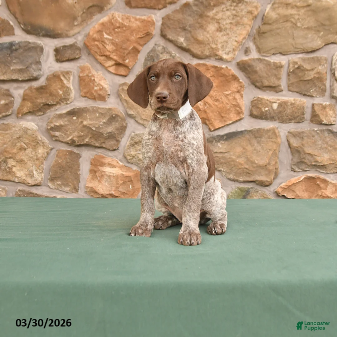 German Shorthaired Pointer dogs for sale: Dora - Ad 1