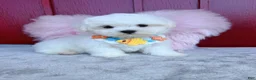 Malshi dogs for sale: 🩷Custard🩷 - Ad 1