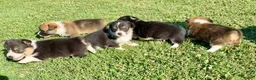 Welsh Corgi Pembroke dogs for sale: Welsh Corgi Pembroke Puppy 5 - Ad 3
