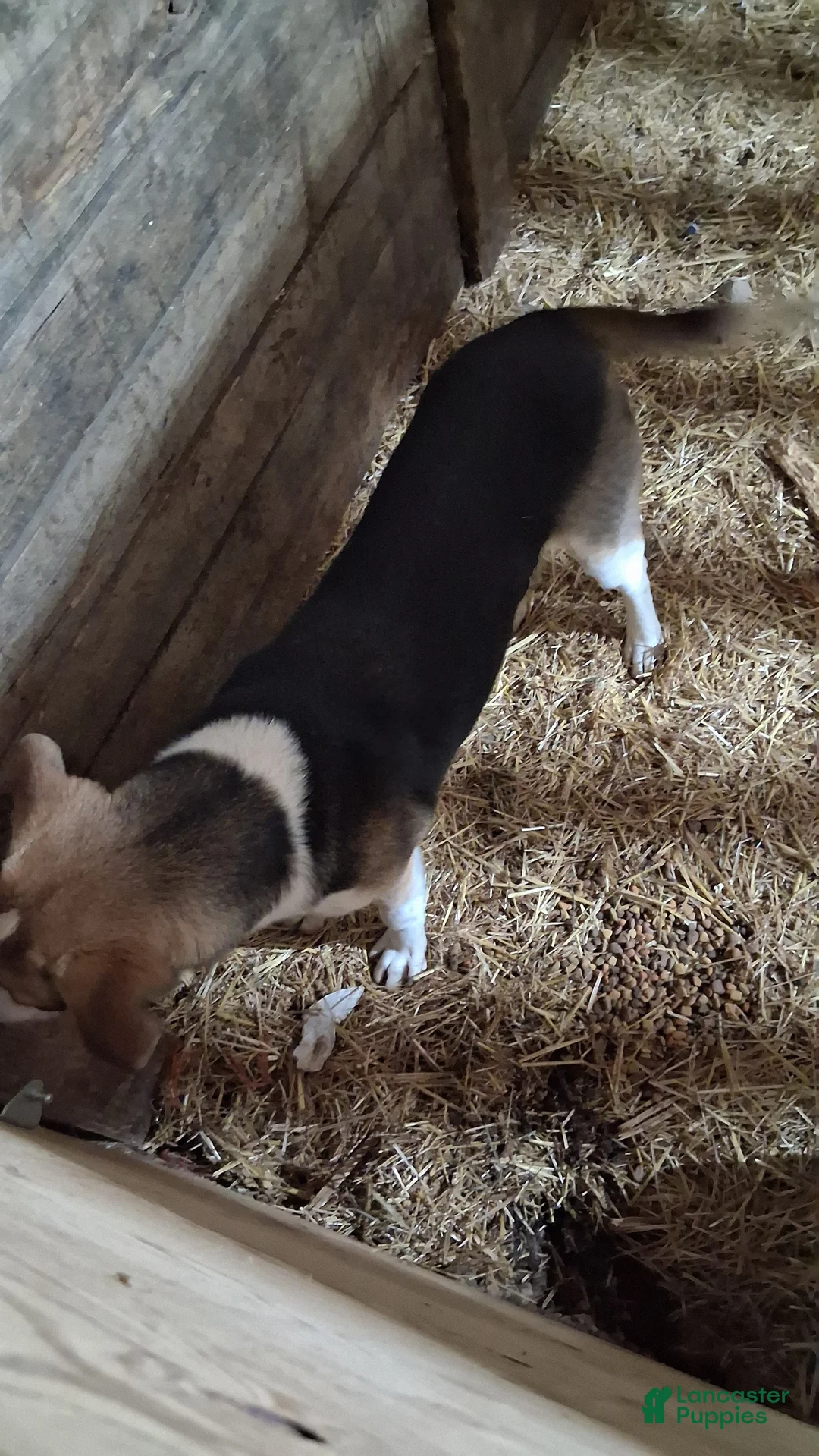 Mixed Breed dogs for stud: Clyde - Ad 2