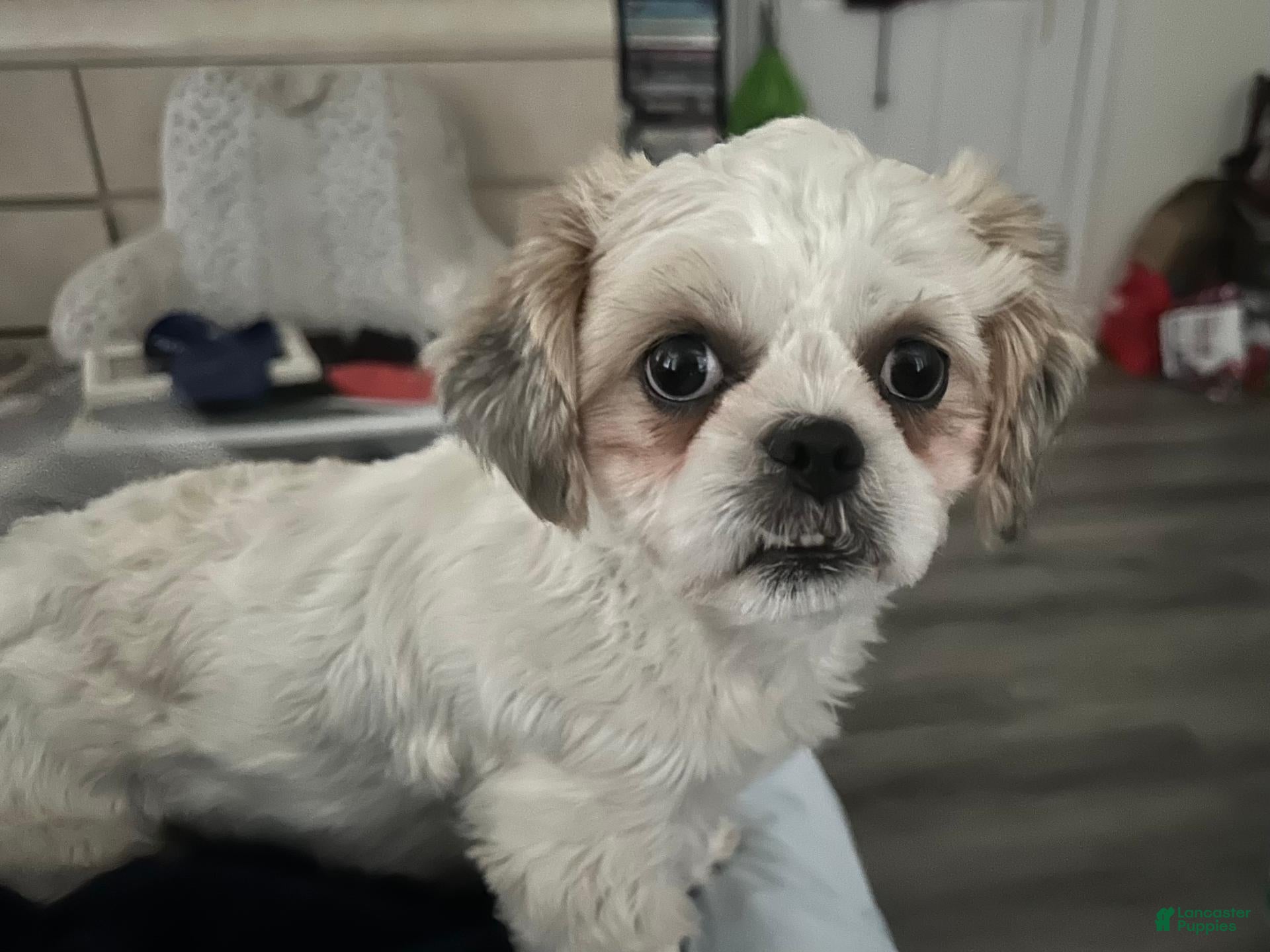 Shih Tzu dogs Shih Tzu 1 - Ad 2