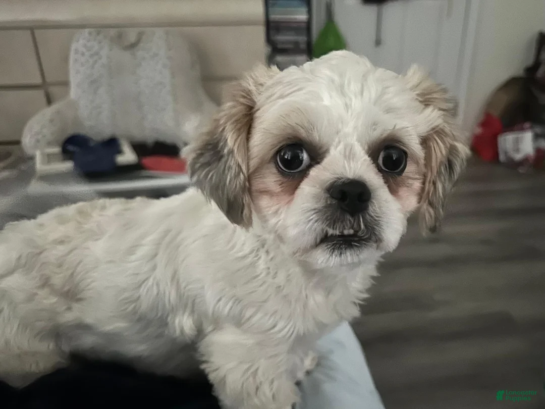 Shih Tzu dogs for sale: Shih Tzu 1 - Ad 2