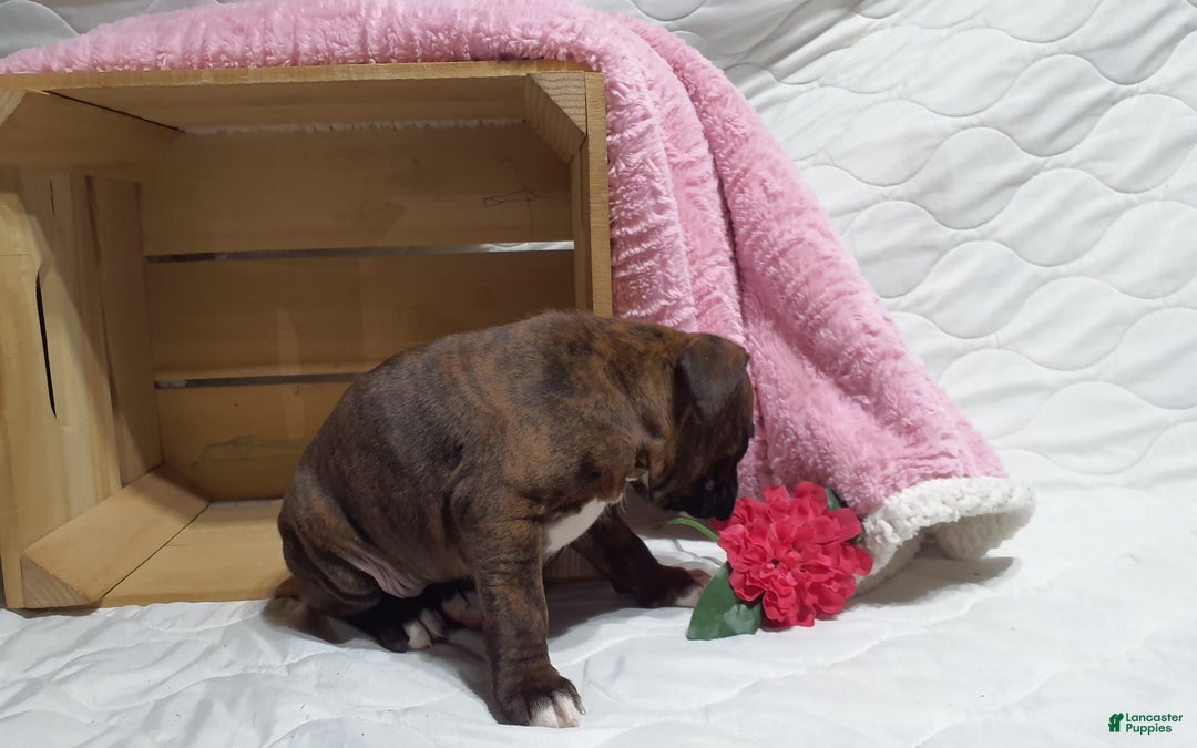 Boxer dogs for sale: Snickers  - Ad 5