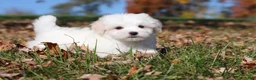 Maltese dogs for sale: Colby - Ad 9
