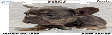Yogi
