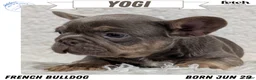French Bulldog dogs for sale: Yogi - Ad 1