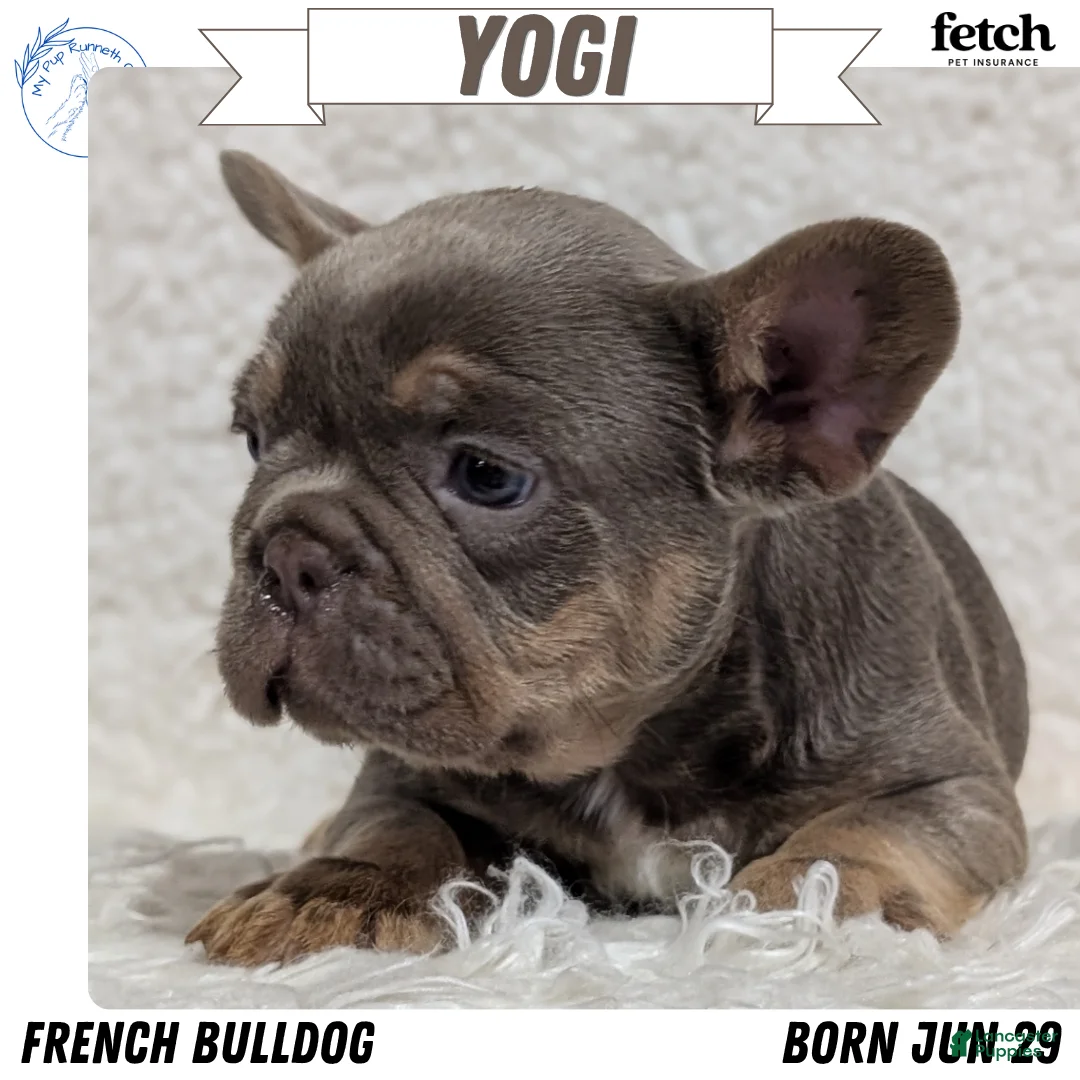 French Bulldog dogs for sale: Yogi - Ad 1