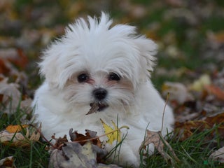 Maltese dogs - Ad 27