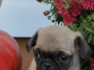 Pug dogs Pepsi - Ad 9