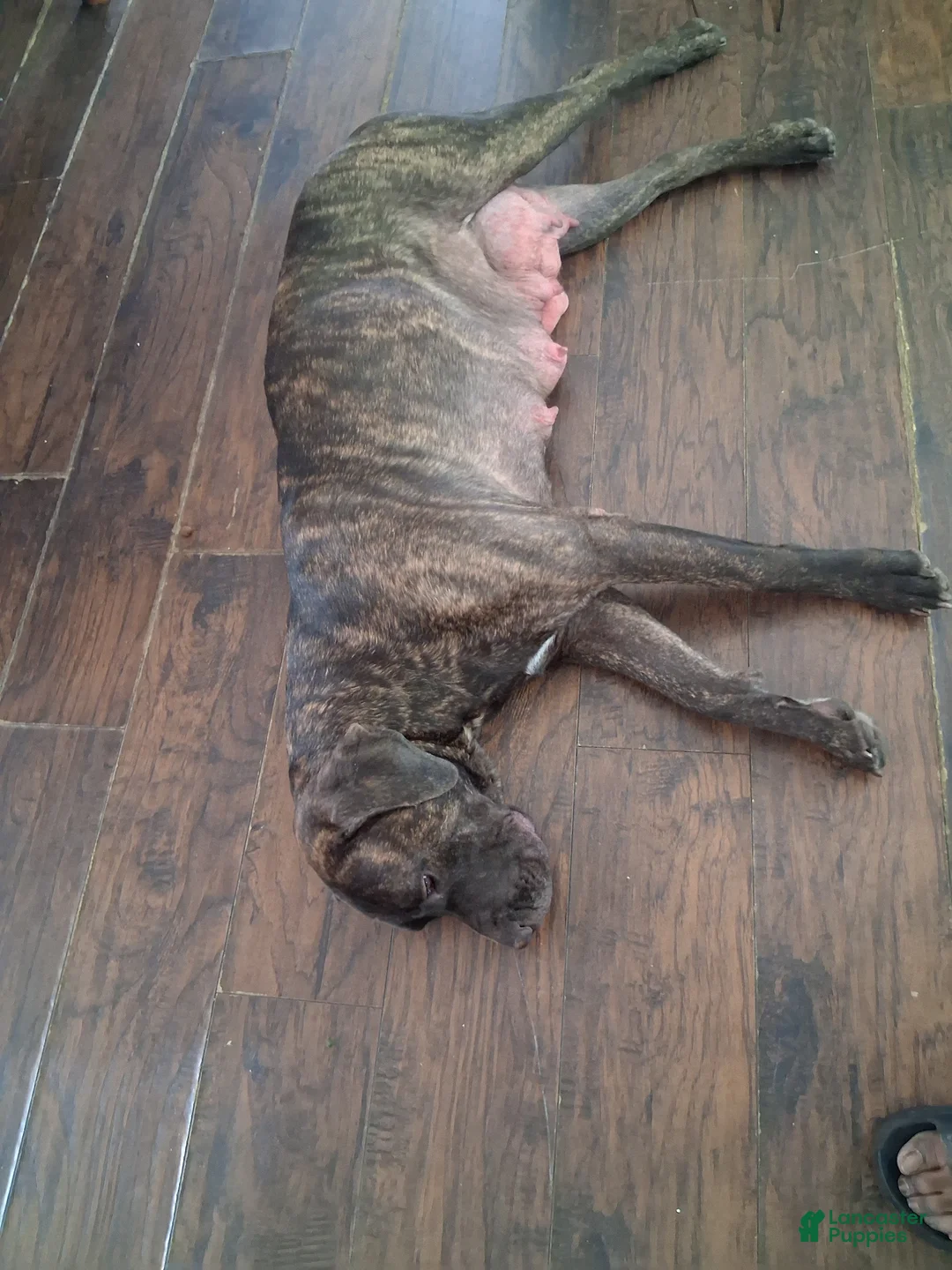Cane Corso dogs for sale: Cane Corso Puppy 4 - Ad 2