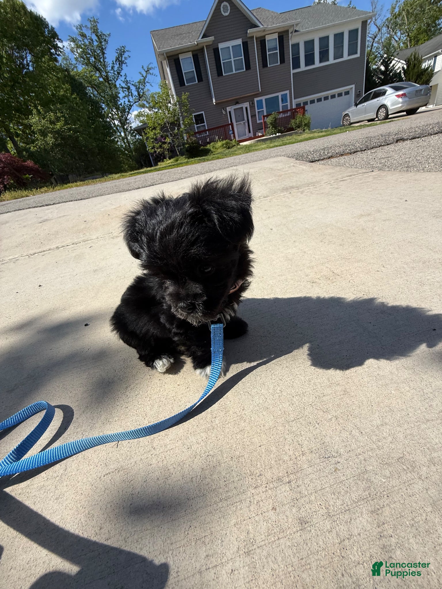 Yorkshire Terrier dogs for sale: Yorkshire Terrier Puppy 1 - Ad 3