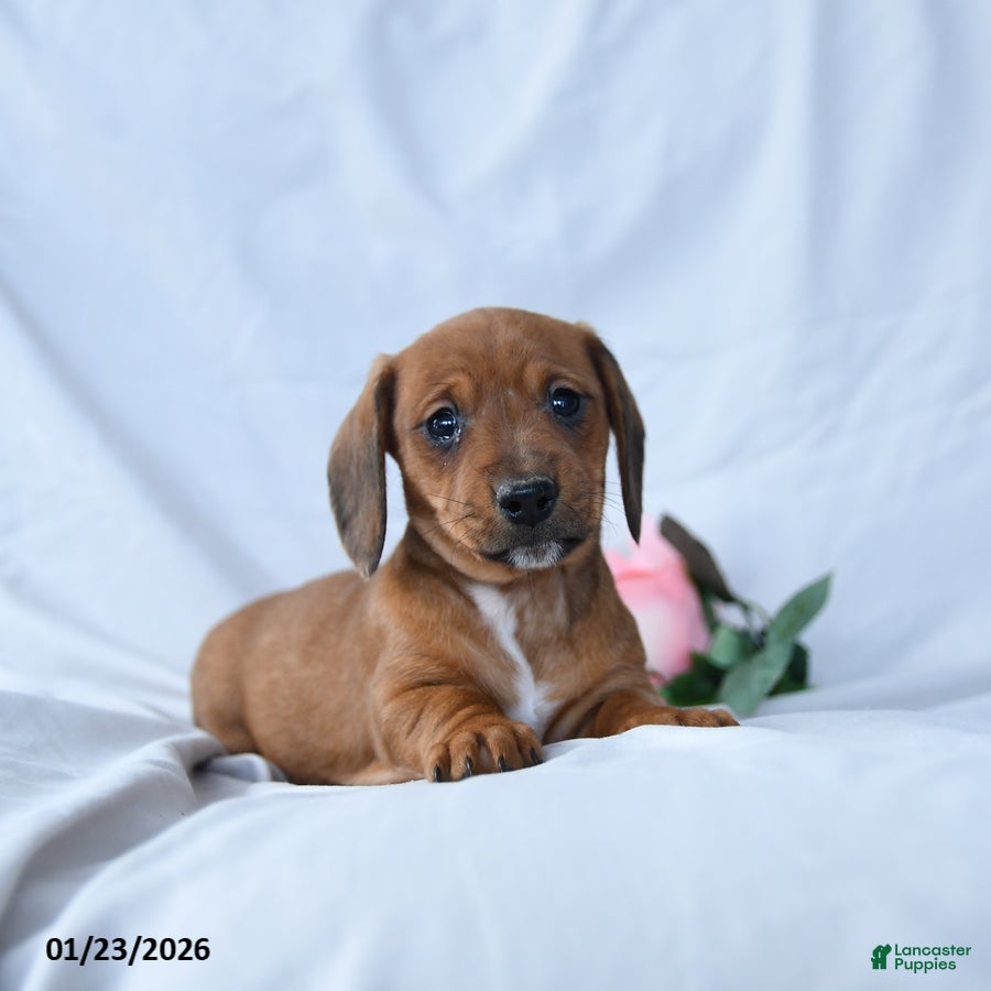 Miniature Dachshund dogs Macy - Ad 2
