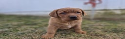 Labrador Retriever dogs for sale: Rosie - Ad 1