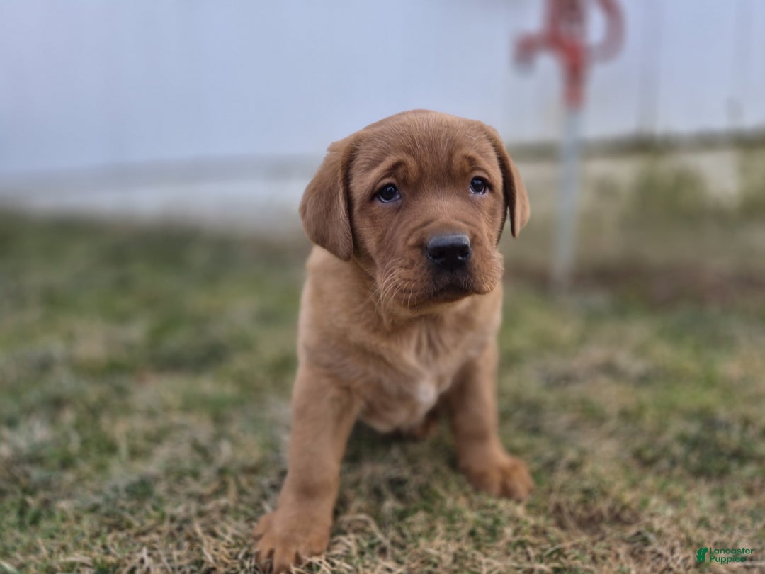 Labrador Retriever dogs for sale: Rosie - Ad 1
