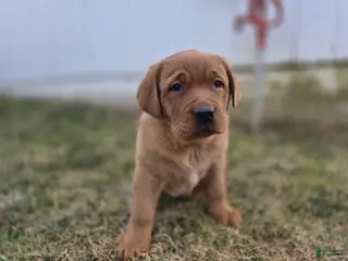 Labrador Retriever dogs Rosie - Ad 16