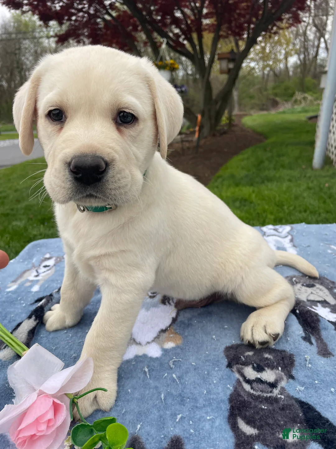 Labrador Retriever dogs for sale: Cooper - Ad 2
