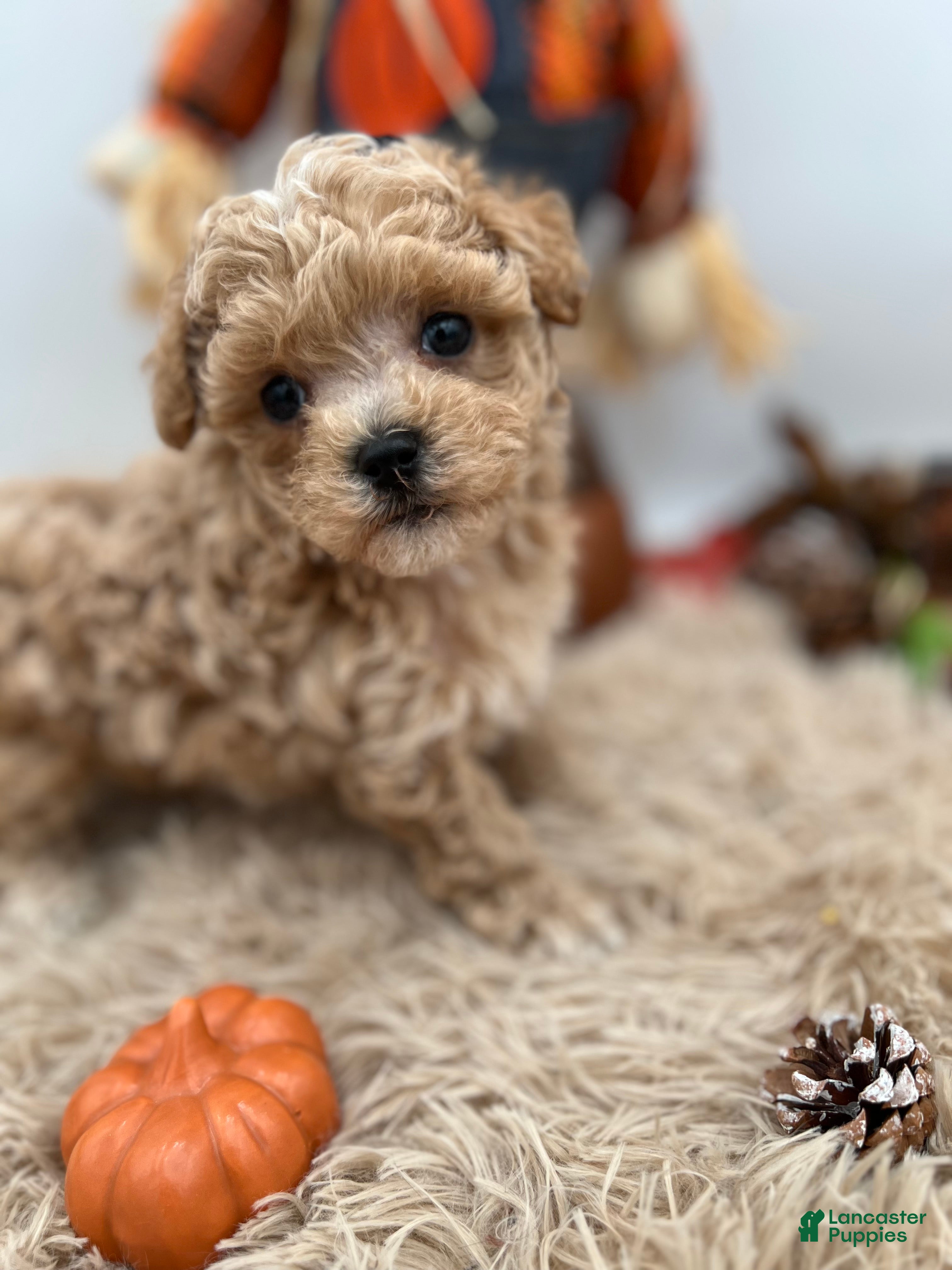 Maltipoo dogs Yang the tiny Chinese Maltipoo - Ad 2