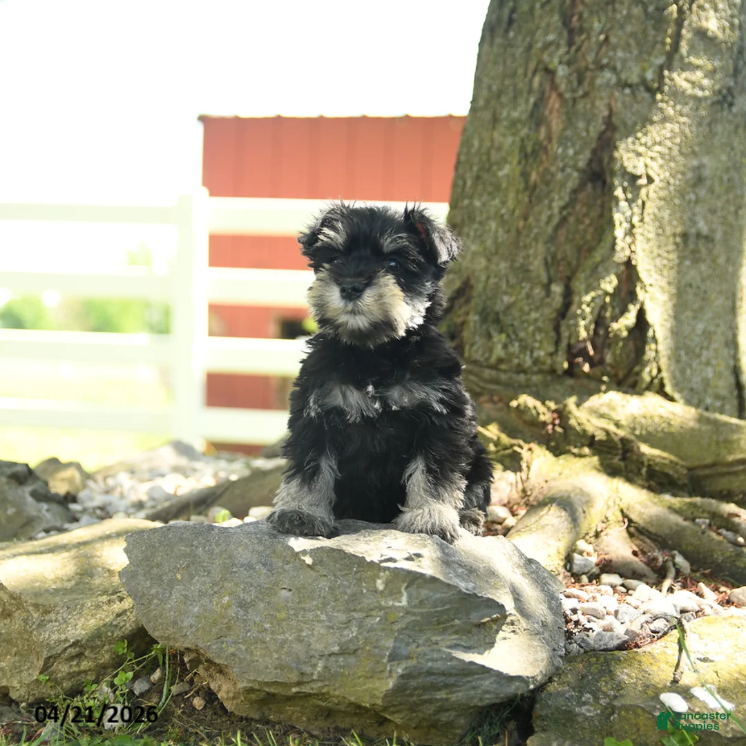 Miniature Schnauzer dogs for sale: Bonny - Ad 3