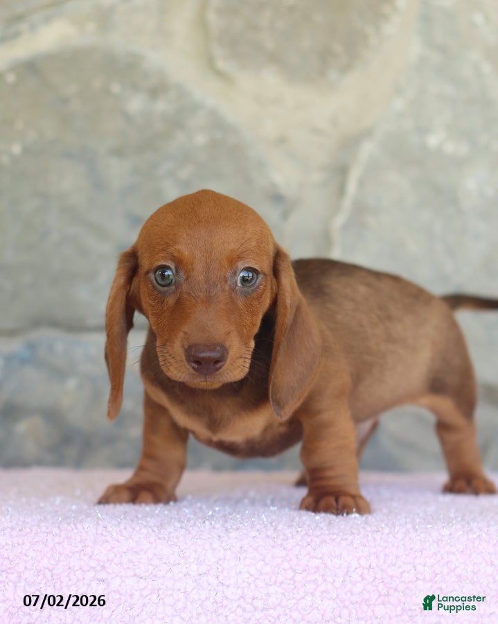 Miniature Dachshund dogs Wade - Ad 1