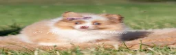 Pomeranian dogs for sale: Margo AKC - Ad 4