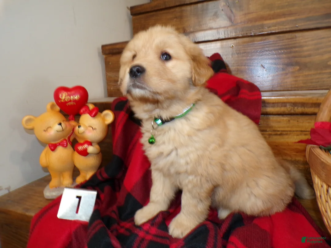 Golden Retriever dogs for sale: Golden Retriever Puppy 1 Teddy - Ad 2