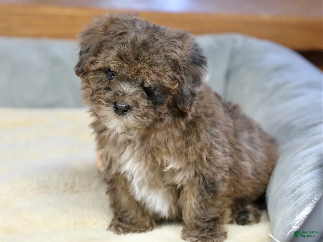 Miniature Poodle dogs for sale: Huxlee - Ad 16