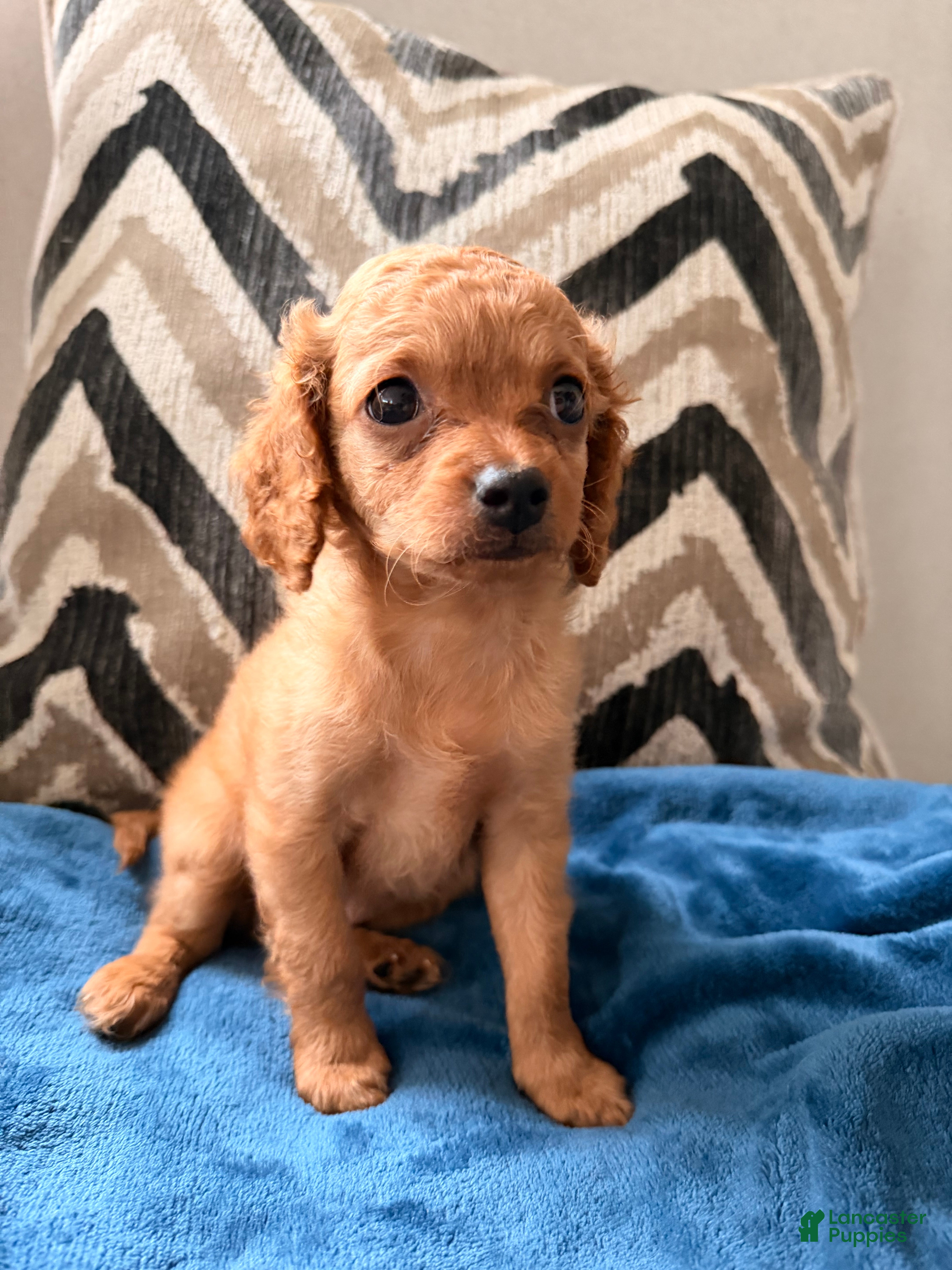 Cavapoo dogs Puppy 2 - Ad 6