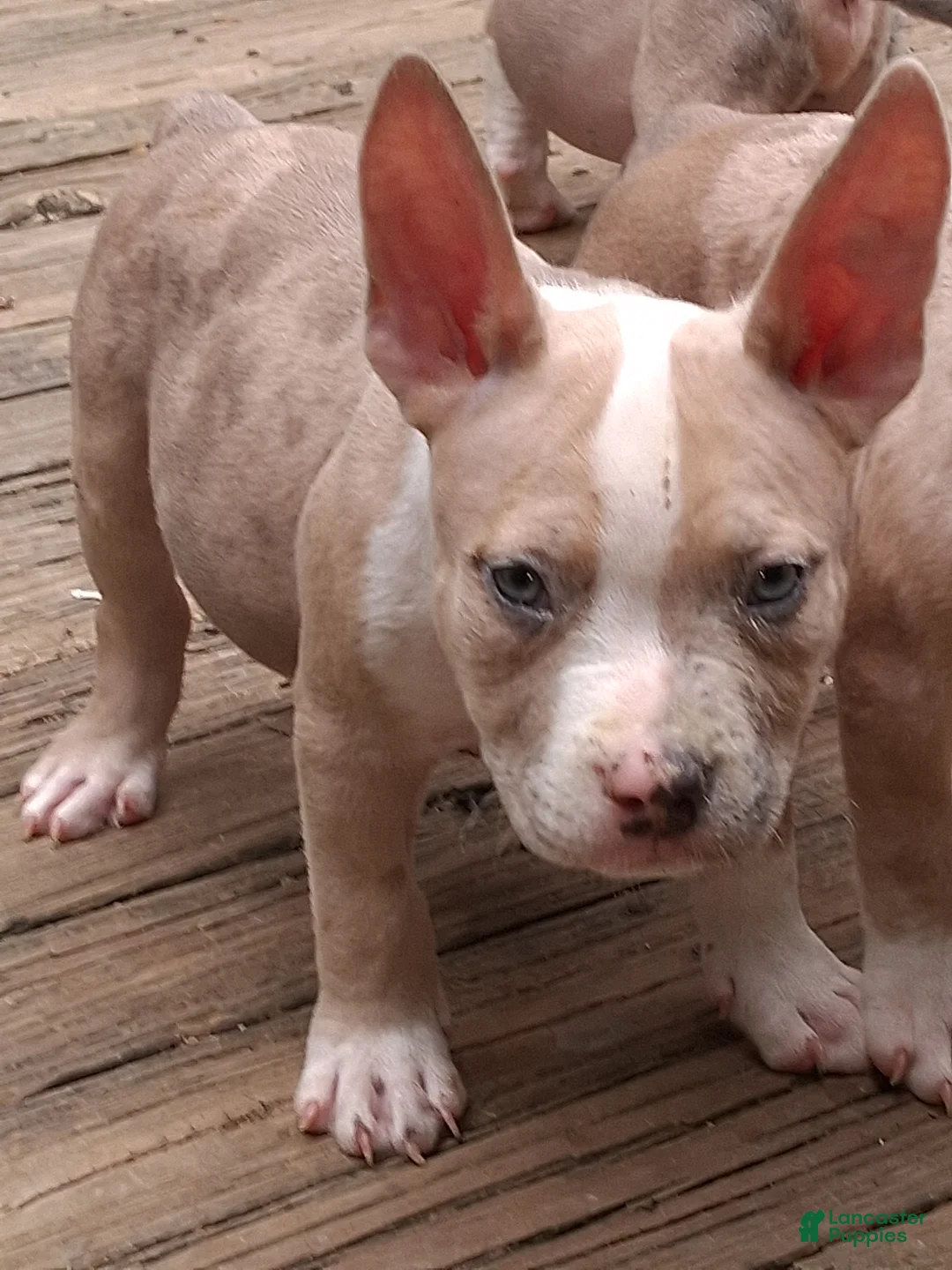 American Bully dogs for sale: American Bully 3 - Ad 2