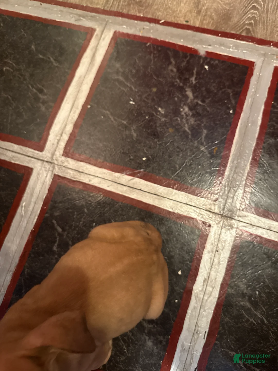 Mixed Breed dogs for sale: Mixed Breed Puppy 3 - Ad 10