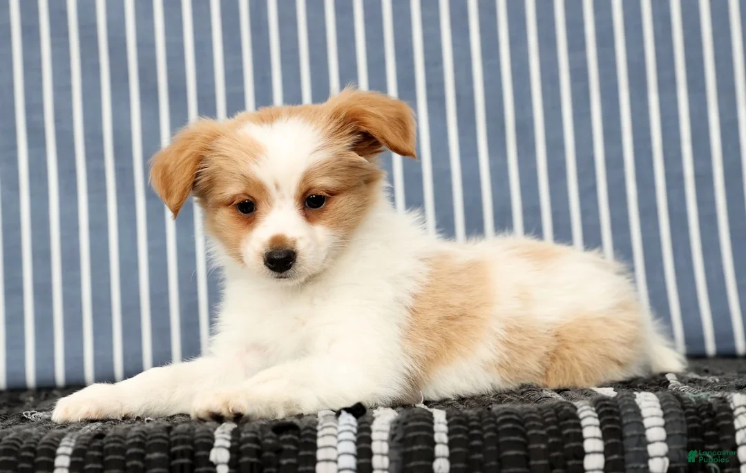 Papillon dogs for sale: Munro - Ad 4