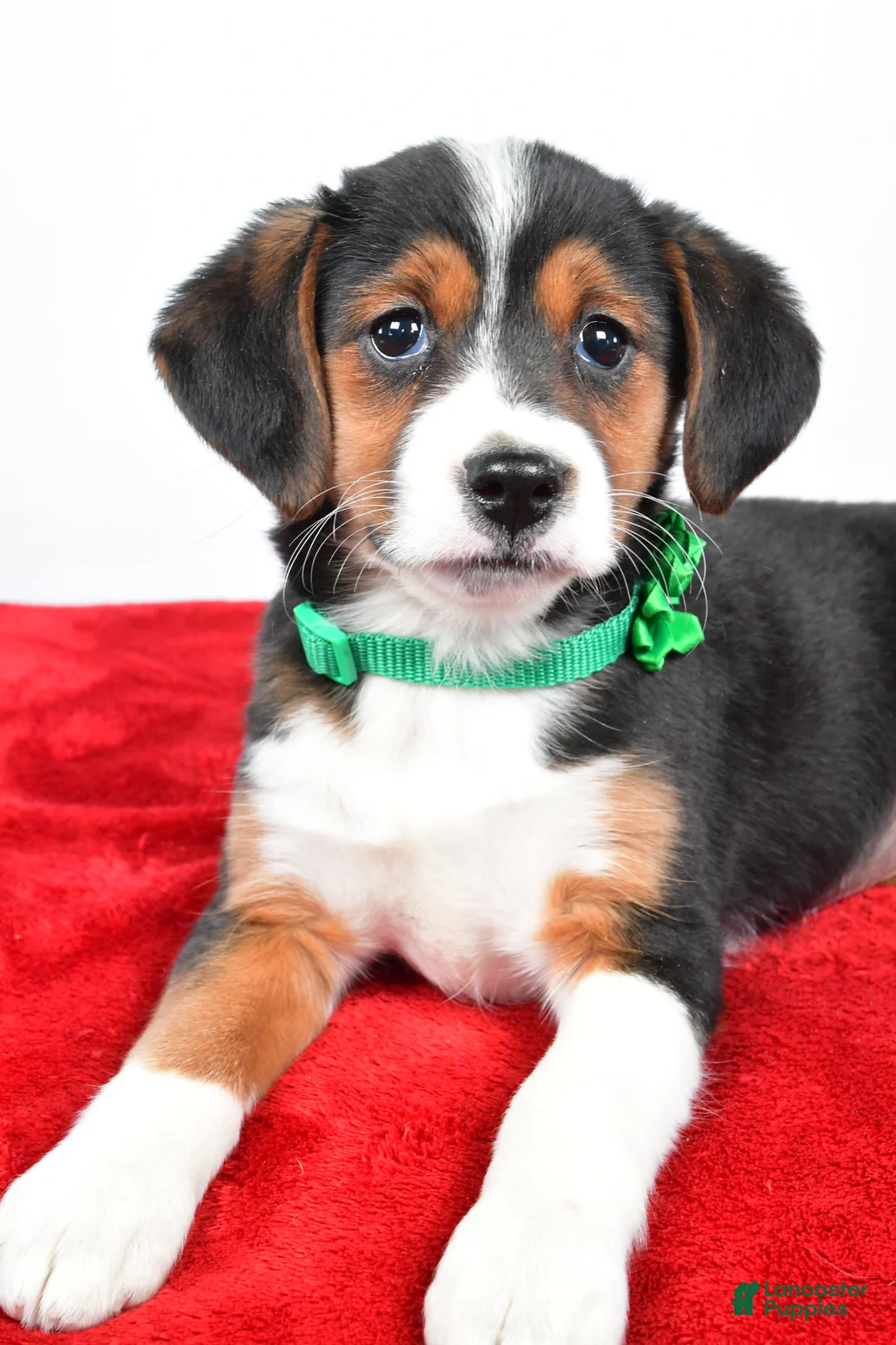 Mixed Breed dogs for sale: Tiffany - Ad 3