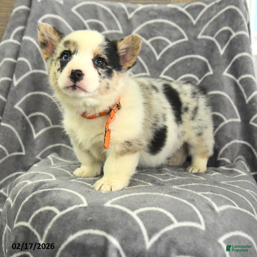 Welsh Corgi Pembroke dogs Kennedy - Ad 1