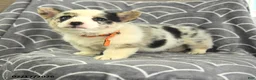 Welsh Corgi Pembroke dogs for sale: Kennedy - Ad 1