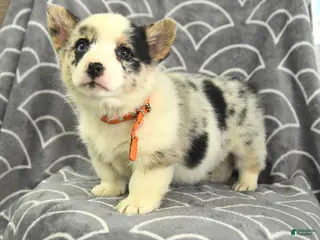 Welsh Corgi Pembroke dogs for sale: Kennedy - Ad 3