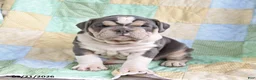 Olde English Bulldogge dogs for sale: Twinkle - Ad 3