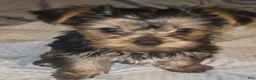 Yorkshire Terrier dogs for sale: Biggie  - Ad 3