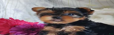 Lilly